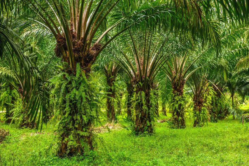 Aspekpir harap penetapan kawasan hutan perhatikan perlindungan petani